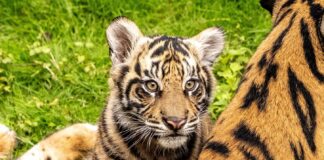 Disney Shares Update on Baby Tiger Bakso at Animal Kingdom 2