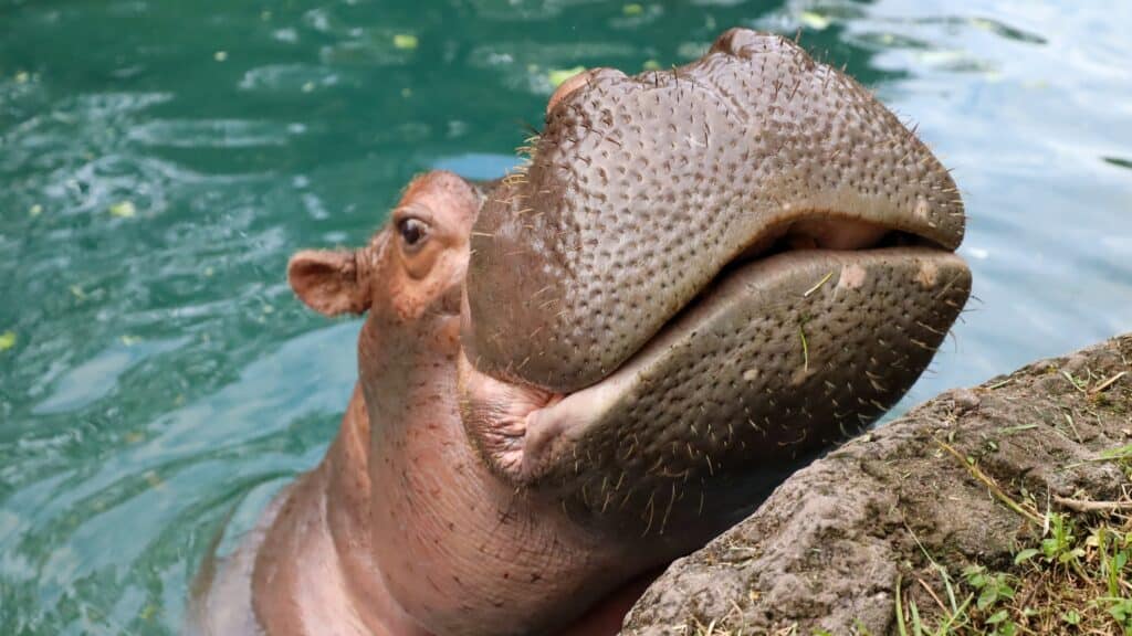 Hippo on Disney's Kilimanjaro Safaris Celebrating Her 50th Birthday hippo