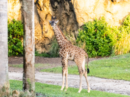 Baby-Giraffe-Tucker